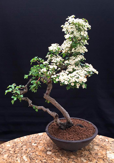 Demostración de bonsai