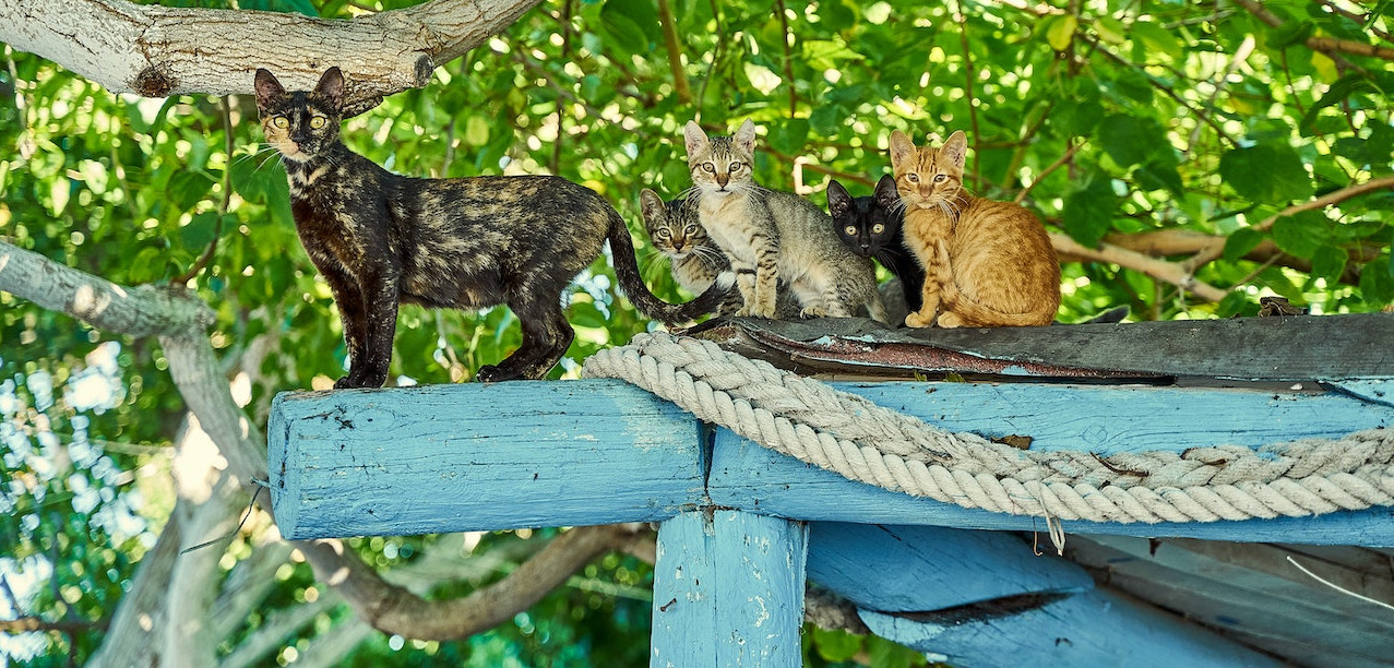 Foto con varios gatos