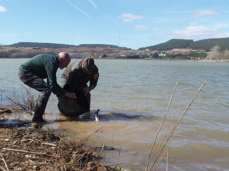 Pesca Grajera 1
