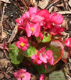 Imagen Begonia Semperflorens