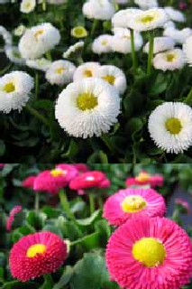 Imagen Margarita de los prados, Bellorita, Bellis, Margarita menor, Margarita del prado, Chirivita (Bellis perennis)