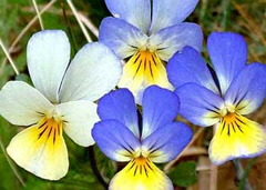 Imagen Pensamiento, Pensamientos, Trinitaria (Viola tricolor)