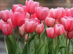 Imagen Tulipan sp (Tulipan)