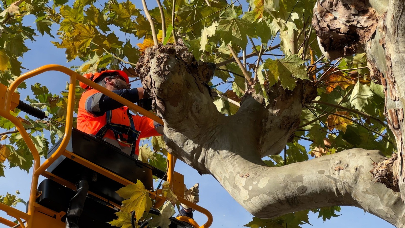 Imagen El Ayuntamiento desarrolla las labores de poda del arbolado de la ciudad hasta el próximo mes de febrero