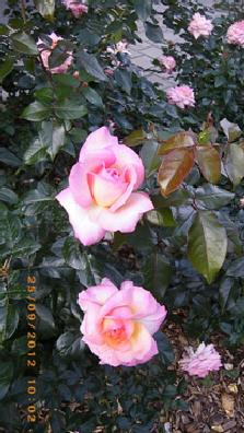 Foto Rosas